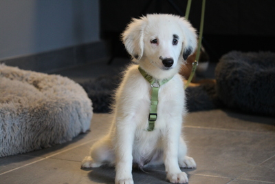 Paulchen, Mischling Welpen - Rüde