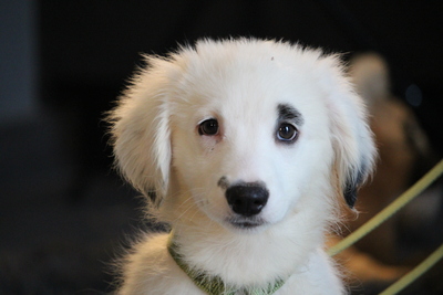 Paulchen, Mischling Welpen - Rüde