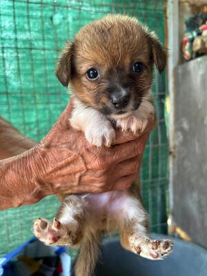 Pauli sucht nicht viel. Nur jemanden, der ihn für immer liebt., Chihuahua - Mischling Welpen - Rüde