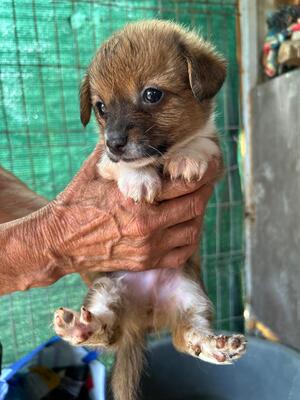 Pauli sucht nicht viel. Nur jemanden, der ihn für immer liebt., Chihuahua - Mischling Welpen - Rüde