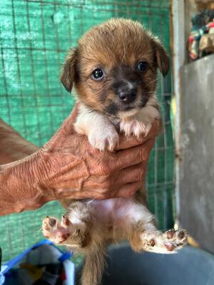 Pauli sucht nicht viel. Nur jemanden, der ihn für immer liebt., Chihuahua - Mischling Welpen - Rüde