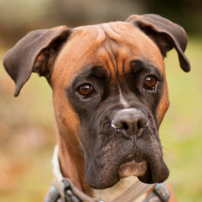 Paulitta, Boxer - Hündin