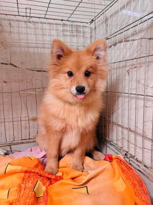 💐 Pawsley - Rüde-Spitz-Mix - sozial, freundlich und verspielt, Spitz-Mix - Rüde