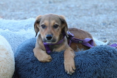 Peaches, Mischling Welpen - Hündin