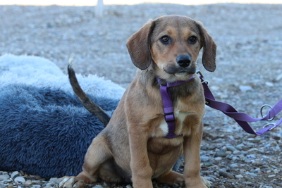 Peaches, Mischling Welpen - Hündin