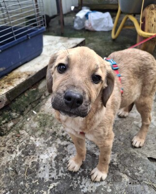 Peaches, Mischling Welpen - Hündin