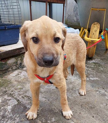 Peaches, Mischling Welpen - Hündin