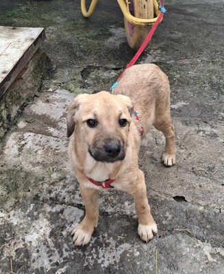 Peaches, Mischling Welpen - Hündin