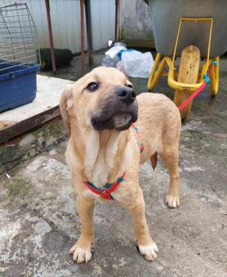 Peaches, Mischling Welpen - Hündin