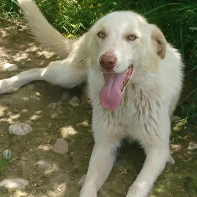 Peanut / Reserviert, Schäferhund-Mischling - Hündin