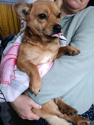 🐾 Peanut sucht sein Für-immer-Zuhause 🐾, Mischling - Rüde