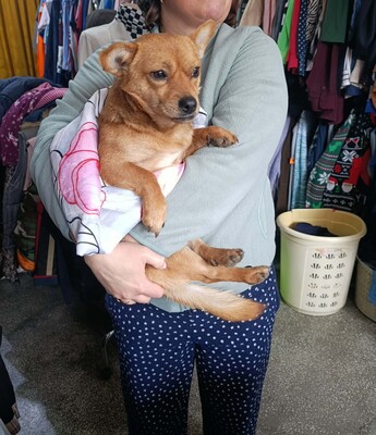 🐾 Peanut sucht sein Für-immer-Zuhause 🐾, Mischling - Rüde