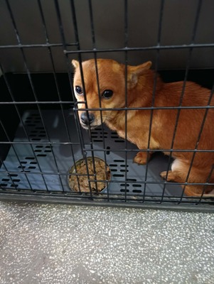 🐾 Peanut sucht sein Für-immer-Zuhause 🐾, Mischling - Rüde