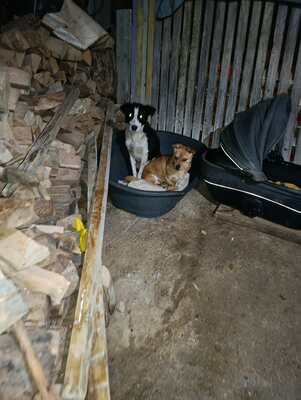 🐾 Peanut sucht sein Für-immer-Zuhause 🐾, Mischling - Rüde