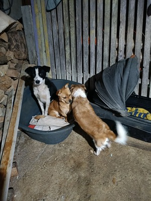 🐾 Peanut sucht sein Für-immer-Zuhause 🐾, Mischling - Rüde