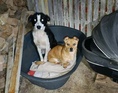 🐾 Peanut sucht sein Für-immer-Zuhause 🐾, Mischling - Rüde