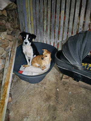 🐾 Peanut sucht sein Für-immer-Zuhause 🐾, Mischling - Rüde
