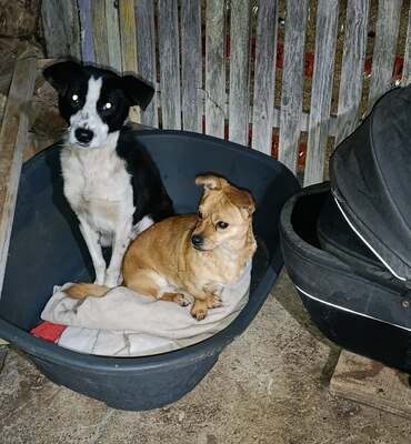 🐾 Peanut sucht sein Für-immer-Zuhause 🐾, Mischling - Rüde