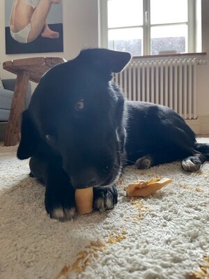 Pebbels, Labrador Retriever - Hündin