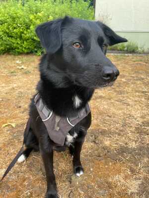 Pebbels, Labrador Retriever - Hündin