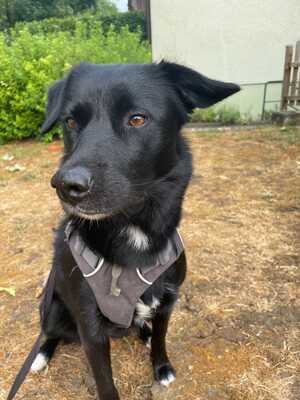 Pebbels, Labrador Retriever - Hündin