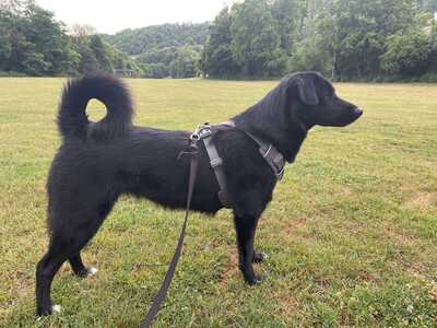 Pebbels, Labrador Retriever - Hündin