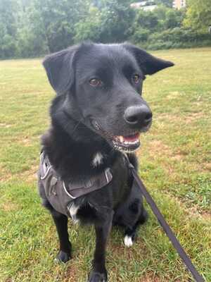 Pebbels, Labrador Retriever - Hündin