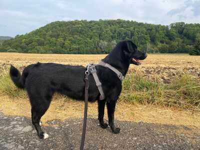 Pebbels, Labrador Retriever - Hündin