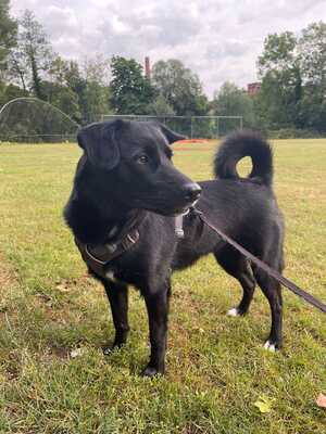 Pebbels, Labrador Retriever - Hündin