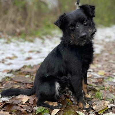 😉Pedro hat einen äußerst sanften und guten Charakter. Er liebt Menschen und Kinder Pedro versteht sich auch mit allen Hunden 😉, Mischling - Rüde