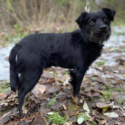 😉Pedro hat einen äußerst sanften und guten Charakter. Er liebt Menschen und Kinder Pedro versteht sich auch mit allen Hunden 😉, Mischling - Rüde