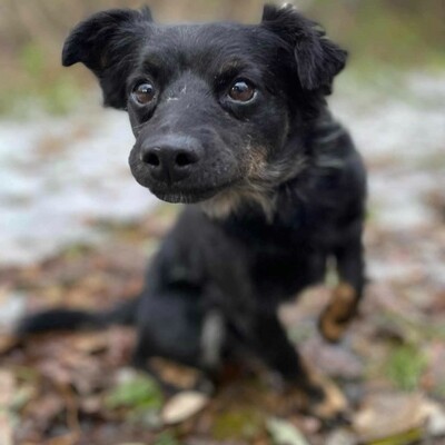 😉Pedro hat einen äußerst sanften und guten Charakter. Er liebt Menschen und Kinder Pedro versteht sich auch mit allen Hunden 😉, Mischling - Rüde