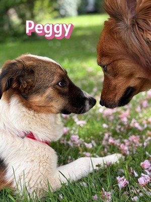 Peggy, Mischling - Hündin