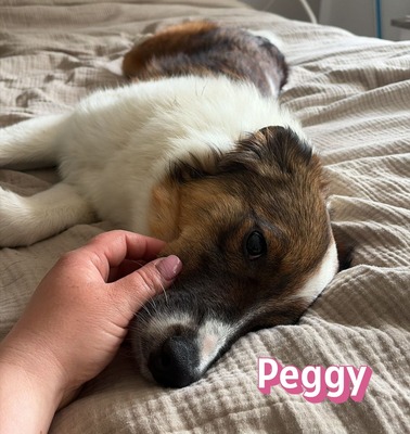 Peggy, Mischling - Hündin