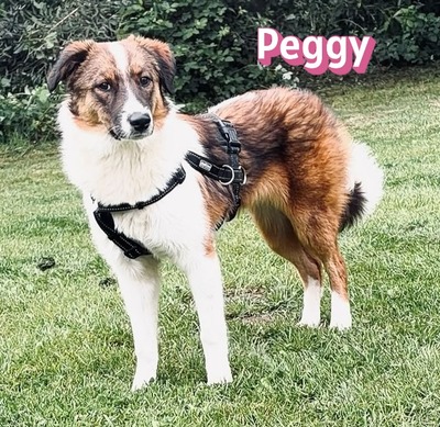 Peggy, Mischling - Hündin