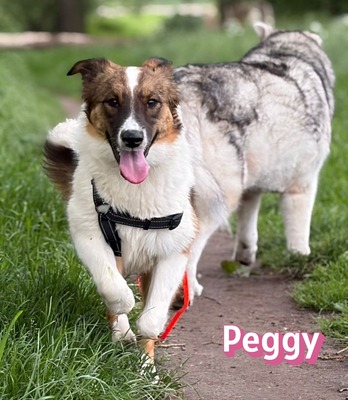 Peggy, Mischling - Hündin