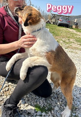 Peggy, Mischling Welpen - Hündin