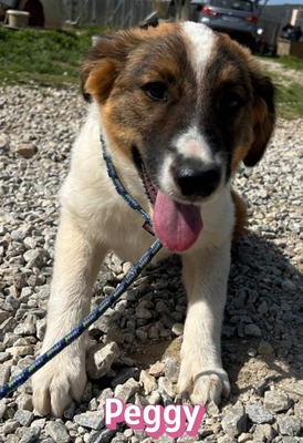 Peggy, Mischling Welpen - Hündin