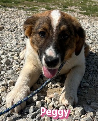 Peggy, Mischling Welpen - Hündin