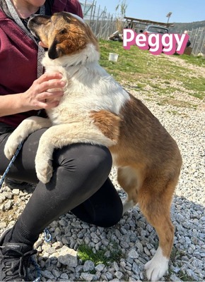 Peggy, Mischling Welpen - Hündin