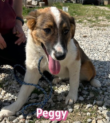 Peggy, Mischling Welpen - Hündin