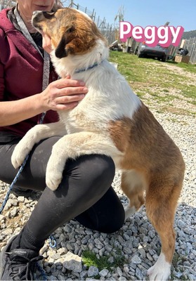 Peggy, Mischling Welpen - Hündin