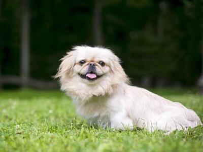 Pekinese - Hündin