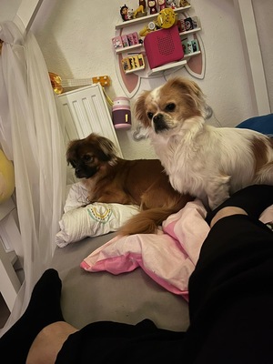 Pekinese - Rüde