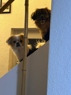 Pekinese - Rüde