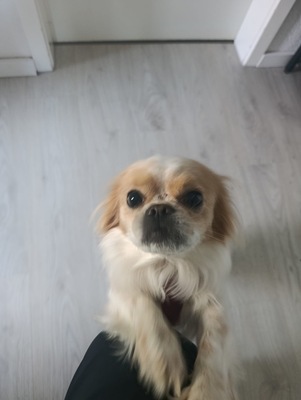 Pekinese - Rüde