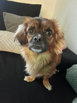 Pekinese - Rüde