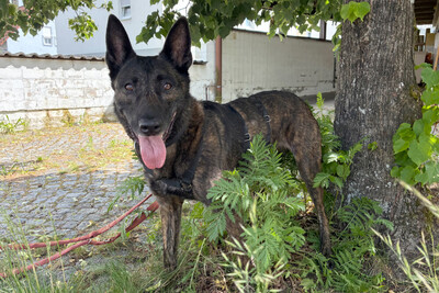 Peksi, Holländischer Schäferhund - Hündin