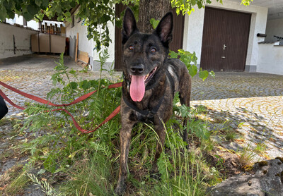 Peksi, Holländischer Schäferhund - Hündin