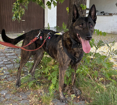 Peksi, Holländischer Schäferhund - Hündin